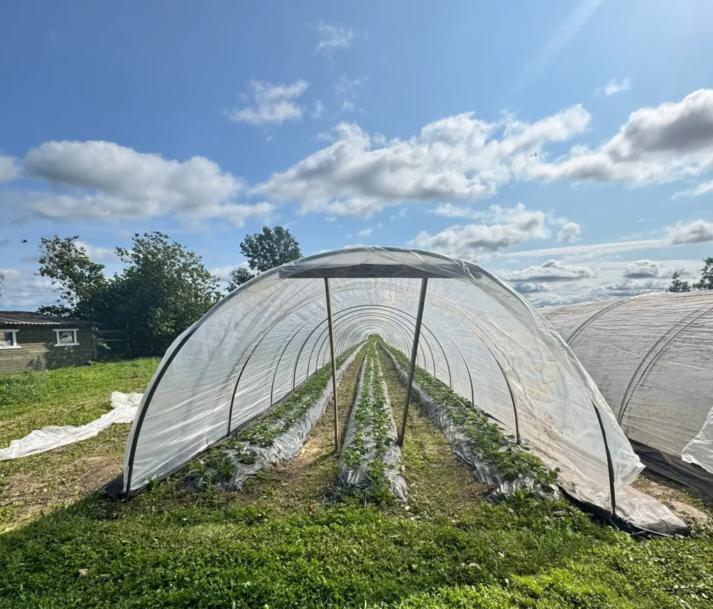 Теплица-балаган для клубники