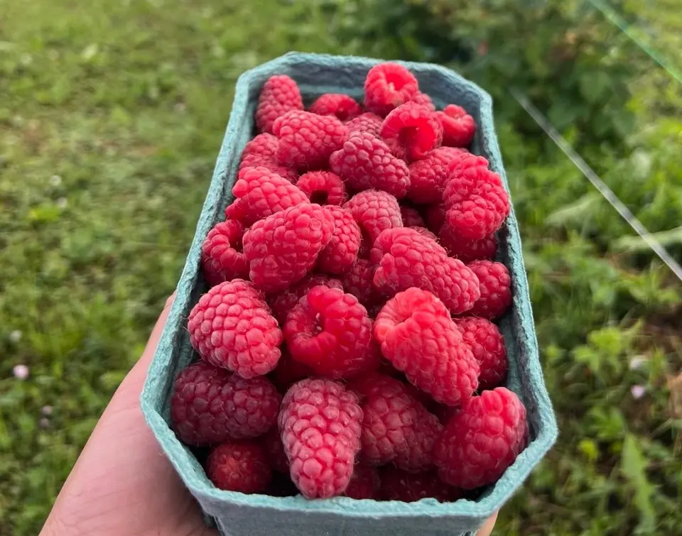 Малина фасованная в пульпер-картоне