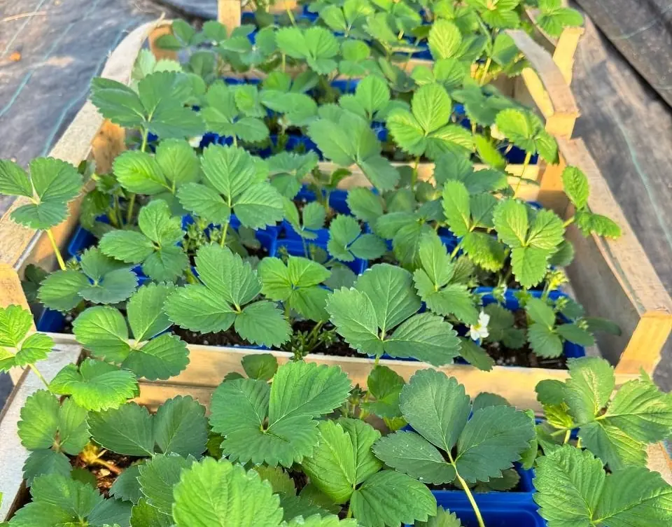 Cаженцы фриго