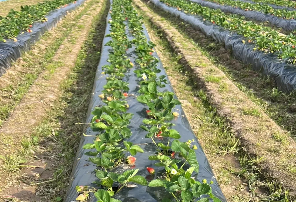 Грядки-бугры для клубники