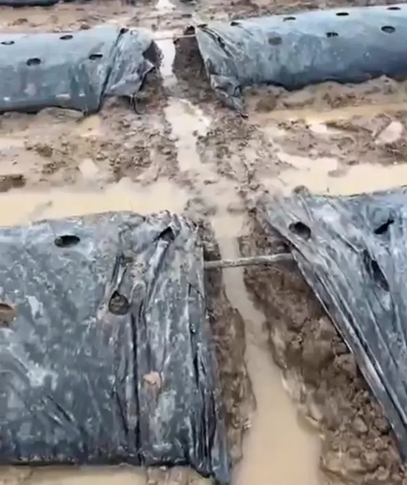 Дожди затопили поле