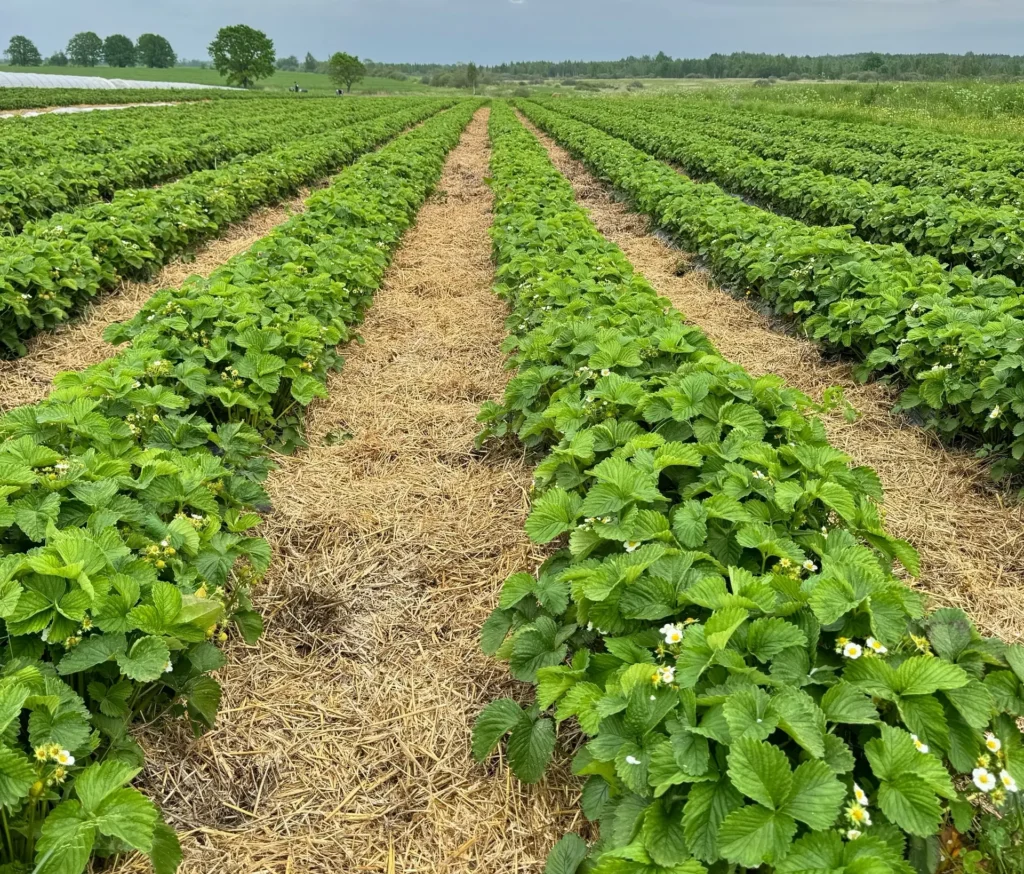 Прополка грядок с клубникой