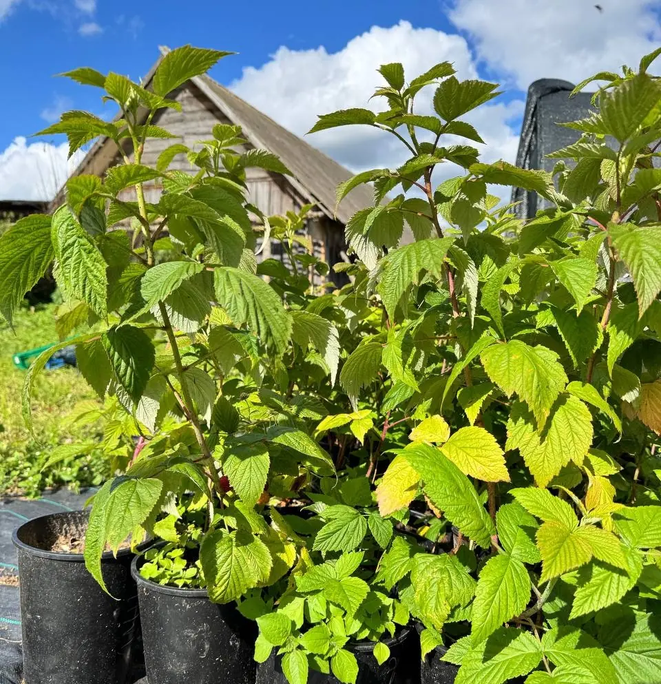 Саженцы малины