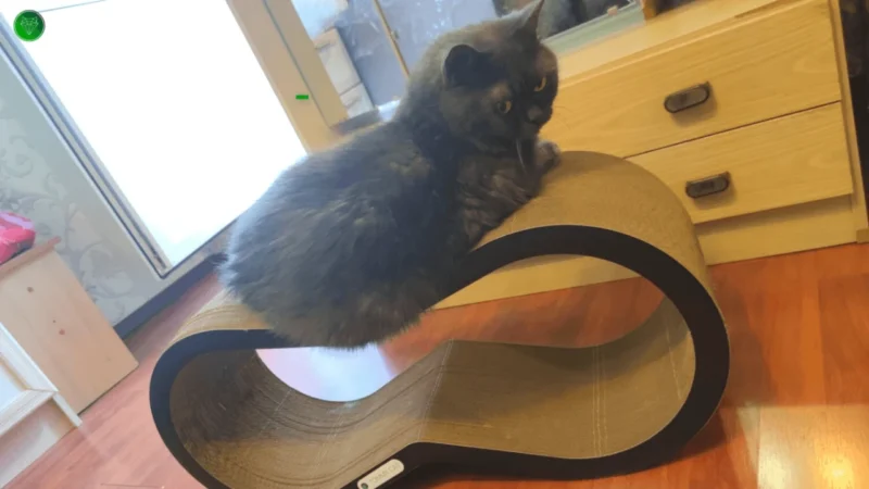 Котик и когтеточка