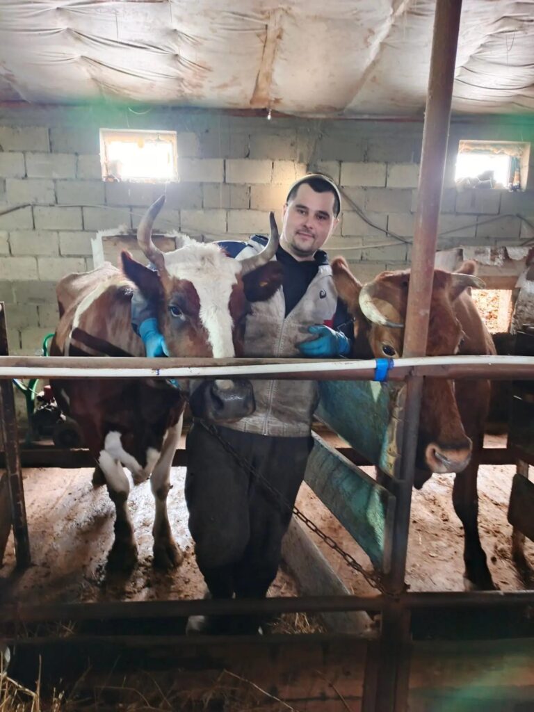 Мои первые коровы