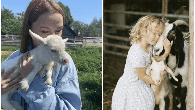 Если одна коза родит двух мальчиков, обычно следующая родит двух девочек и соотношение все равно придет к 50 на 50. Первый месяц после родов молока людям не достанется, его съедает козленок, примерно на 4 000 ₽ в месяц.